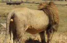 7-Day Private Safari to Amboseli National Park and Masai Mara