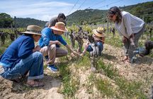 Small-Group Half-Day Languedoc Pic Saint-Loup Wine Tour from Montpellier