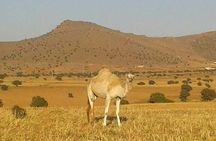Visite Agadir Medina with camel or Hors riding 