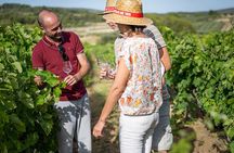 Private Half-Day Languedoc Wine Tour from Sète
