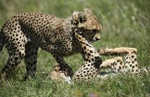 2-Day Private Guided Tour to Tarangire and Ngorongoro