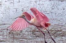 1.5 Hr Guided Private Everglades Airboat Tour, Fort Lauderdale