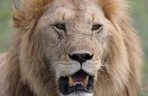 Tarangire National Park Private Day Tour