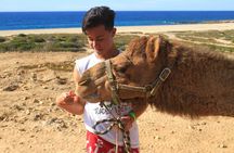 Camel Ride & Encounter at Los Cabos