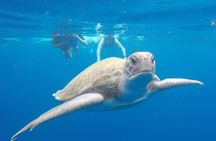 Kayak Route along the Volcanic Coast in Tenerife South with Snorkeling