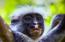 Salaam Cave Tour; Jozani Forest; Kuza Cave; Paje Beach; The Rock 