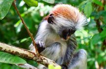 Monkey Tour, Prison Tour, Secret Garden, Stone Town, Salaam Cave