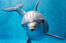 Dolphin House Reef Snorkeling Sea Trip With Transfer - Marsa Alam
