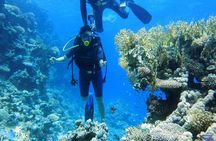 Ras Mohamed and White Island Snorkeling Trip and One Stop Diving-Sharm El Shiekh