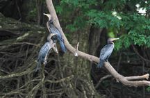 Exploring The Amazon Jungle 3D/2N At Amazon Mamori Lodge 
