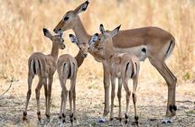 3 Days Nyerere National Park Safari (Selous Game Reserve)