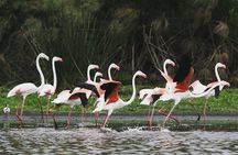 3 Days Nyerere National Park Safari (Selous Game Reserve)
