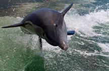 Dolphin Tour in St. Pete Beach