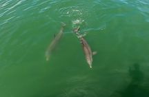 Dolphin Tour in St. Pete Beach