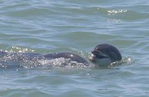 Dolphin Tour in St. Pete Beach