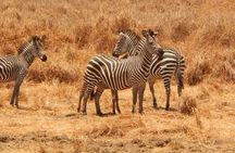 2-Day Private Mikumi National Park Tour from Dar es Salaam