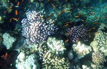 Full-Day Scuba Diving Tour in Hurghada with Lunch & Pick-Up