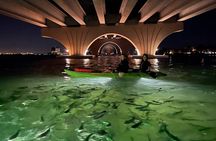 Sharkeys Glass Bottom Fish Feeding LED Night Tour St. Pete Beach