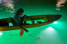 Sharkeys Glass Bottom Fish Feeding LED Night Tour St. Pete Beach