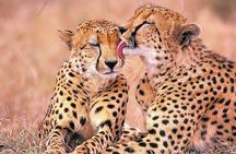 Big 5 Safari, Whale Watching, Robben Island and Table Mountain in 3-Days.