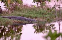 Everglades Airboat, Wildlife Experience and Photo