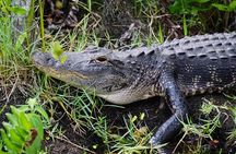 Everglades Airboat Alligator Tour from Port or South Beach