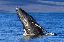 HIGH QUALITY Whale Watch Adventure Aboard Luxury Super Raft