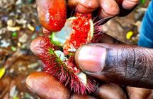 Spice Tour; Secret Garden Restaurant; Stone Town; Dinner at The Rock Restaurant