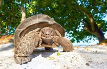 Zanzibar Prison Island Tour; Jozani Forest; Kuza Cave; Paje Beach; The Rock 