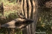 Kayak Tour Of The Honey Island Swamp and Backwaters