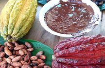 Cacao Tour