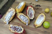 Cacao Tour