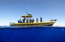 Shark-Dive Tour on Oahu's North Shore