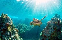 Key Largo Snorkeling Trips & Sandbar Tours