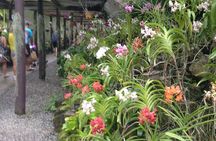 Full Day-Mudpools,Village,Temple,Sleeping Giant Gardens,Shopping Ex Coral Coast