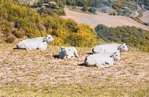 Chianina cattle Tour 