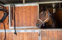 Horseback Riding Tour with Tuscan Picnic in Val d'Orcia and Valdichiana