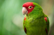 Colorful Species Of Birds