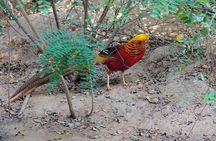 Colorful Species Of Birds