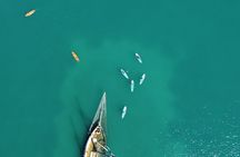 Sup and Canoe or Kayak Tour