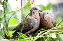 Colorful Species Of Birds