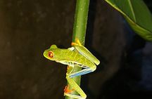Private Twilight Tortilla Class and Frogs Watching Experience