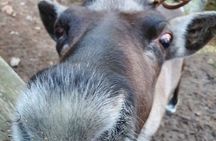 Reindeer Park Adventure (private service)