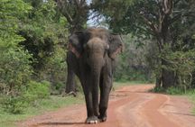 Yala National Park Special Leopard Safari Tour