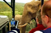 Premium Port Elizabeth Morning Safari 