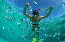 Ocean Elegance Dolphin Encounter and Ile Aux Benitiers Day Tour