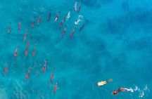 Ocean Elegance Dolphin Encounter and Ile Aux Benitiers Day Tour