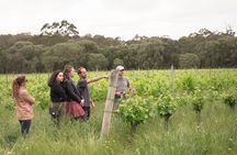 Secret Delights: Wine, Coffee, Artisan and Forest Tour