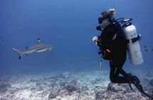  2 Tank (1 Day) Guided Diving for Certified Divers - Denarau Marina