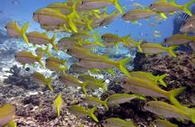 2 Tank (1 Day) Guided Diving for Certified Divers - Denarau Marina